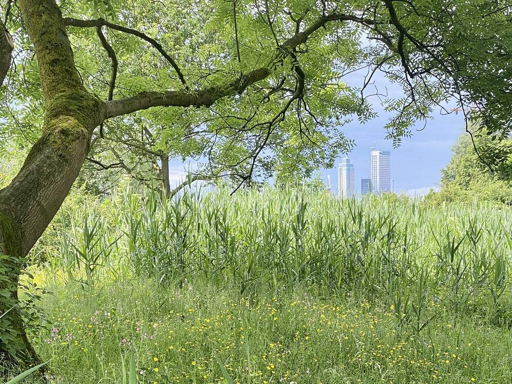 Natuurgebied de Eschpolder in Rotterdam met de skyline op de achtergrond